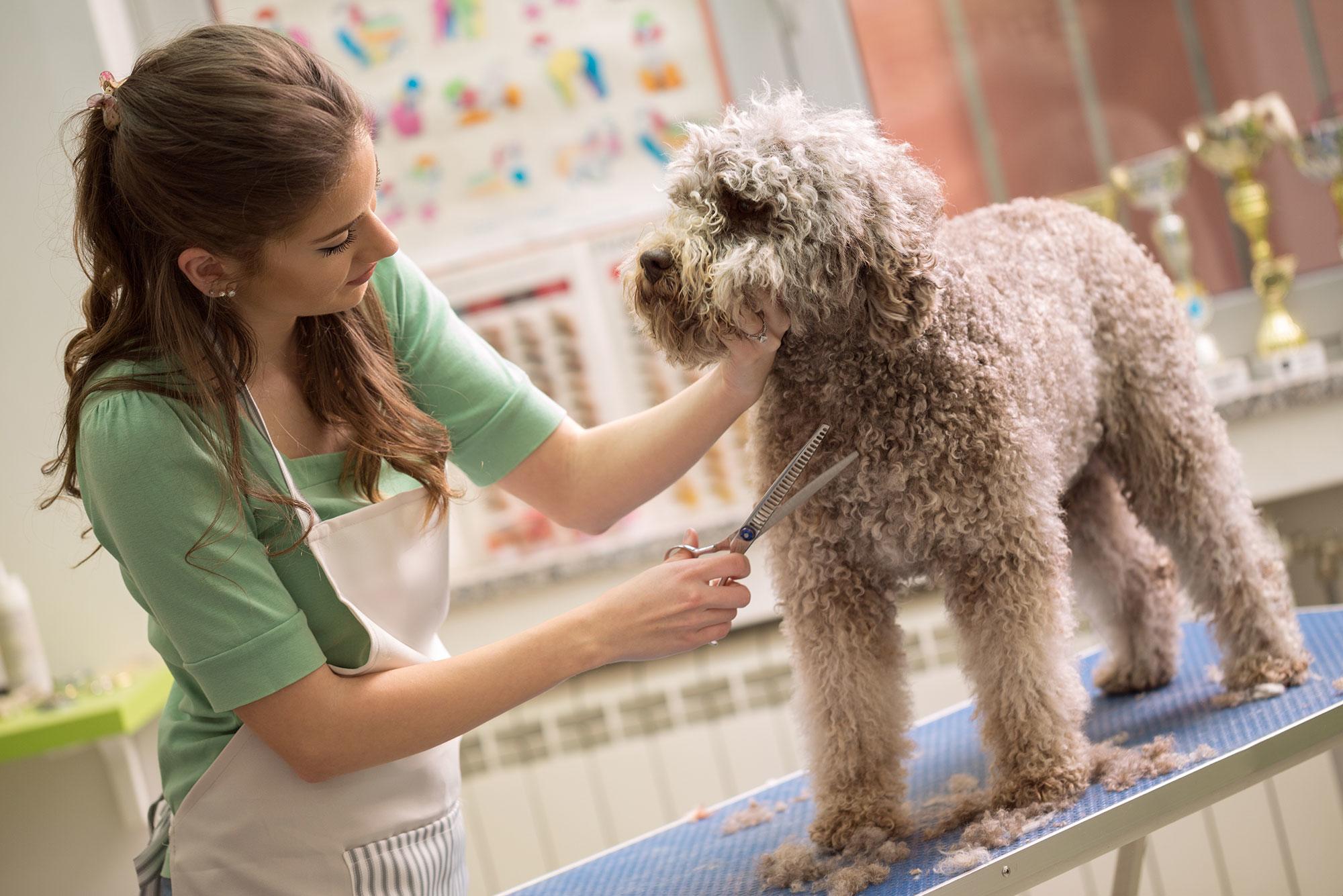 How To Become A Dog Groomer A Fun Career With Flexible Hours 